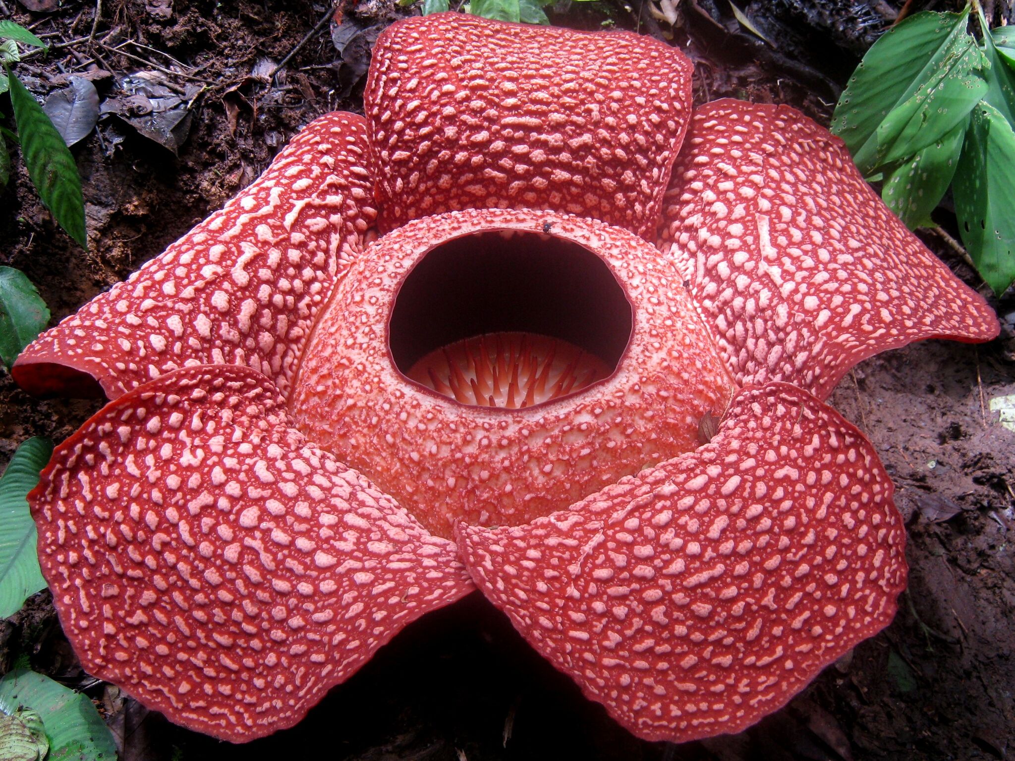 Roses Are Red Violets Are Blue Indonesia S Rafflesia Flower Is 5 Feet Tall And Smells Like Rotting Flesh Asiandate Blog